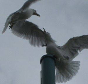 IMG_0975