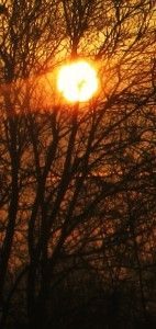 IMG_7453