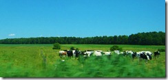 IMG_1095 (FILEminimizer)