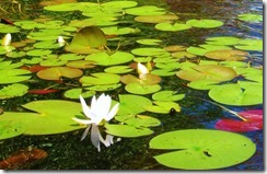 IMG_2111 (FILEminimizer)