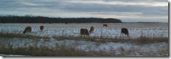 IMG_9210 (FILEminimizer)